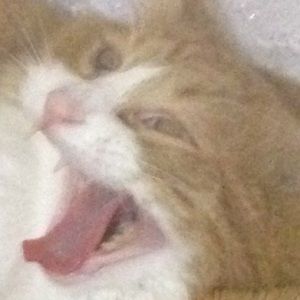 Meet your Posher, Steve